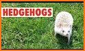 Hedgehog Run related image