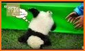 🐼🐼🐼Cute Baby Panda Theme related image