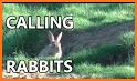 Cottontail Rabbit Sounds and Rabbit Calls related image