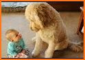 Sweet Talking Puppy: Funny Dog related image