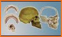 Horrible 3D Poker Skull related image