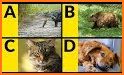 ABC Animals. Learn English Alphabet with Kids related image