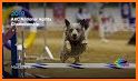 AKC National Championship related image