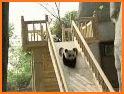 Cute Baby Panda - Daycare related image