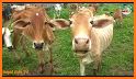 Cow Sounds related image