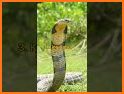 Hyper Snake related image
