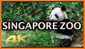 Wild Animal Virtual Zoo Park related image