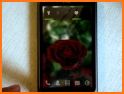 Rare Flower Live Wallpapers 4K Free Roses Library related image