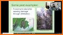 EcoGuide: Forest Insect Pests related image