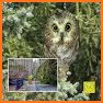 Rocky Owl's Christmas Story related image