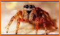 Tarantula Spider Simulator - Insect Evolution 2019 related image