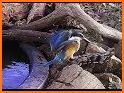 Colorful Kingfisher Rescue related image