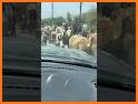 Sort Sheep Flock related image