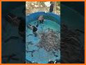Fish Growing related image