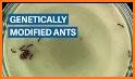 Ant Evolution related image