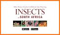 Insects of South Africa related image