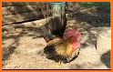 Video for children The rooster and the leg related image