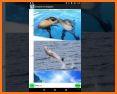 Dolphins Live Wallpaper related image