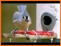 Hummingbird Tracker related image