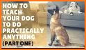 Dog Training : 101 related image