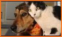 Cat N' Dog related image