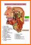 Instant Anatomy, 5th Edition related image