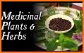 Medicinal plants: natural remedy related image