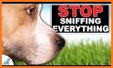 Sniffy Dog related image