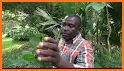 Africa Medicinal Plants related image