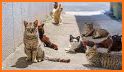 Cats island related image