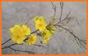 yellow apricot flower related image