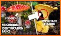 Mushroom Finder:  identification, wallpaper related image