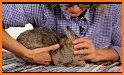 How to Take Care of a Pet Rabbit related image