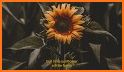 Sunflower Field Keyboard Theme related image
