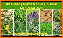 Medicinal Plants and their uses related image