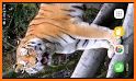 Tiger Live Wallpaper related image