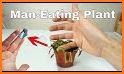 Man-Eating Plant related image