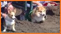 Real Dog Racing Tournament related image