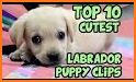 Cute Dog Labrador related image