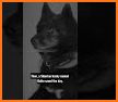 Balto K9 related image