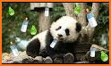 Cute Eating Bamboo Baby Panda Theme related image