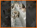 Cats island related image