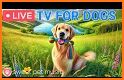 D.O.G. related image