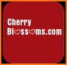 Cherry Blossoms Dating Site related image