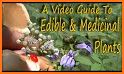 Edible and Poisonous Plants related image