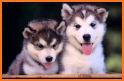 Husky puppies Wallpapers related image