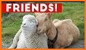Animal Friends related image