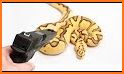 Snake Shooter related image