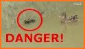 Danger Ducklings related image