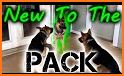 DogPack related image